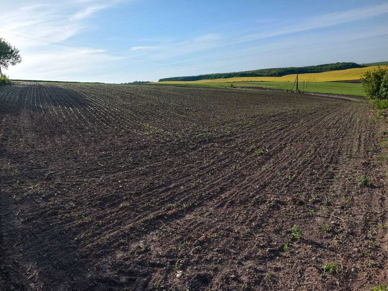 Земельна ділянка в Радові