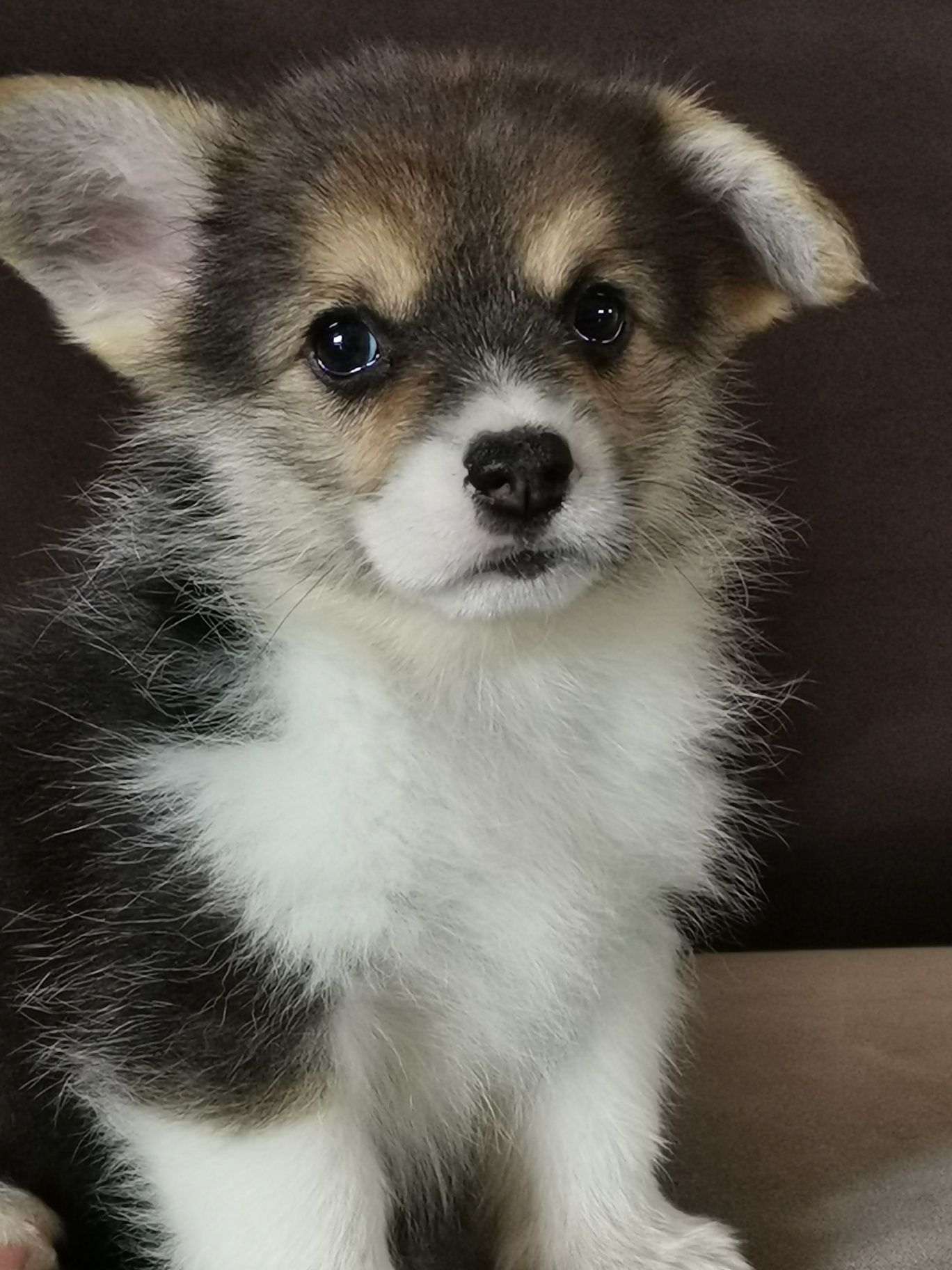 Welsh  Corgi Pembroke