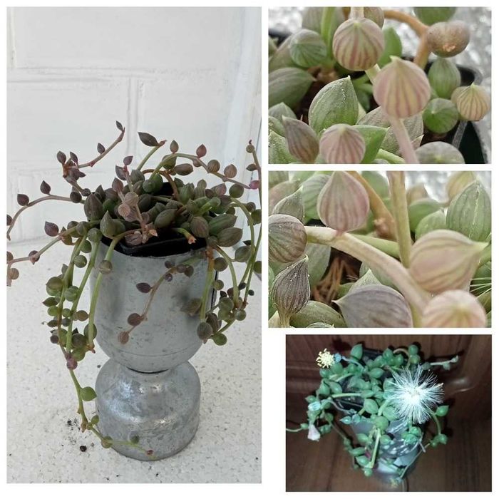 Еоніуми та   інші сукуленти.