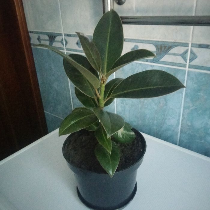 Продам молодий фікус