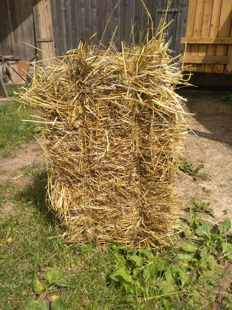 Koniczyna z sianem