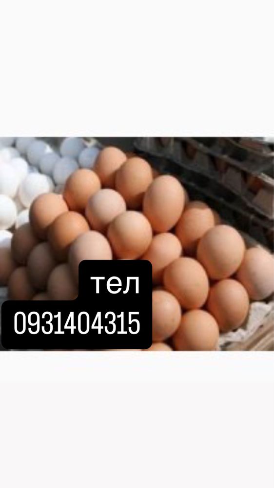 інкубаційне яйце з Європи та України