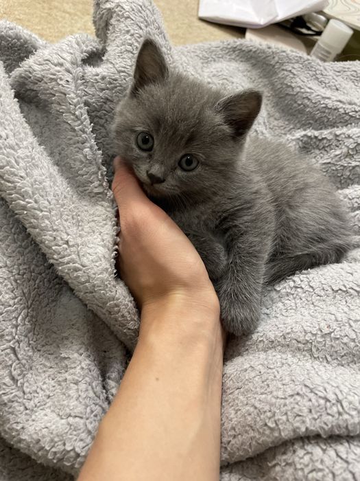 Кошенята(мама британка вислоуха)