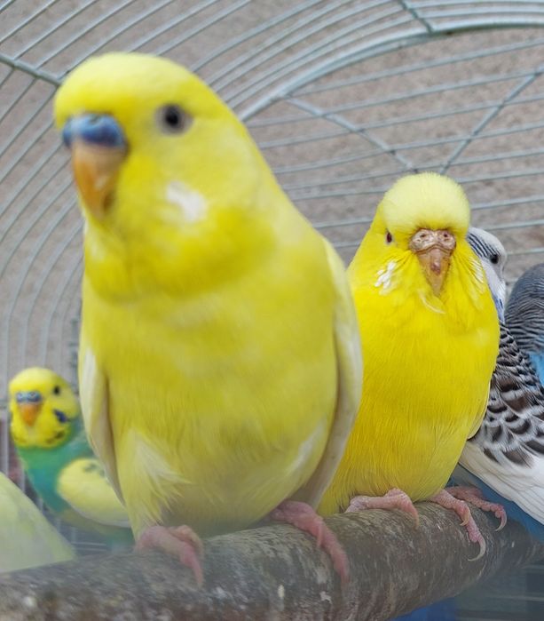 Papużki faliste lutino Falista lutino żółte