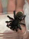 SOMGTHELA sp podrostki trapdoor spider pająk liphistius true spiders