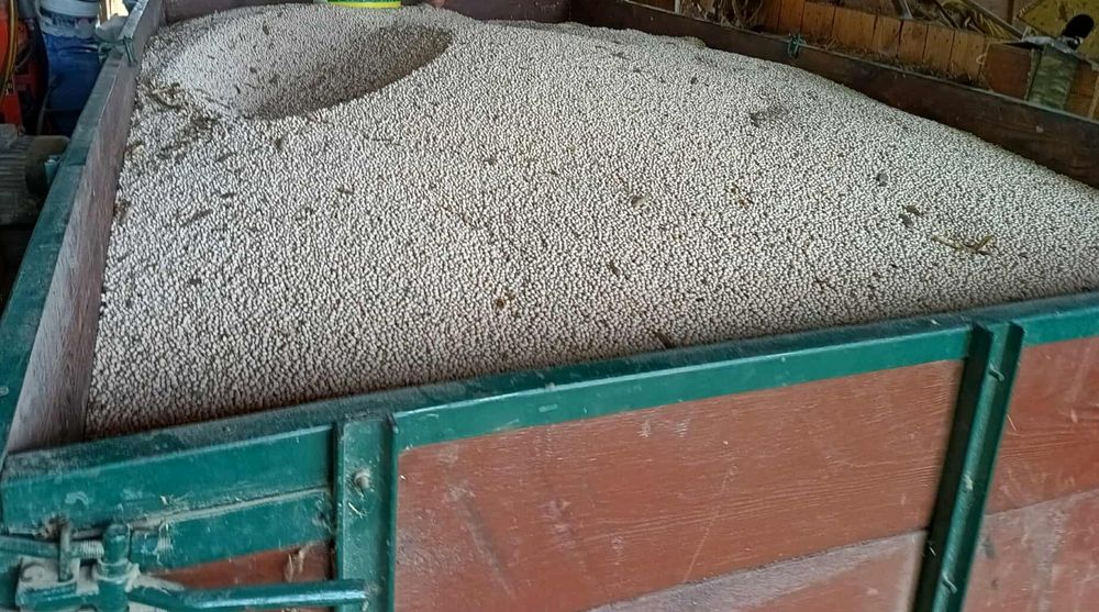 Łubin biały gorzki 2 zł za kilogram