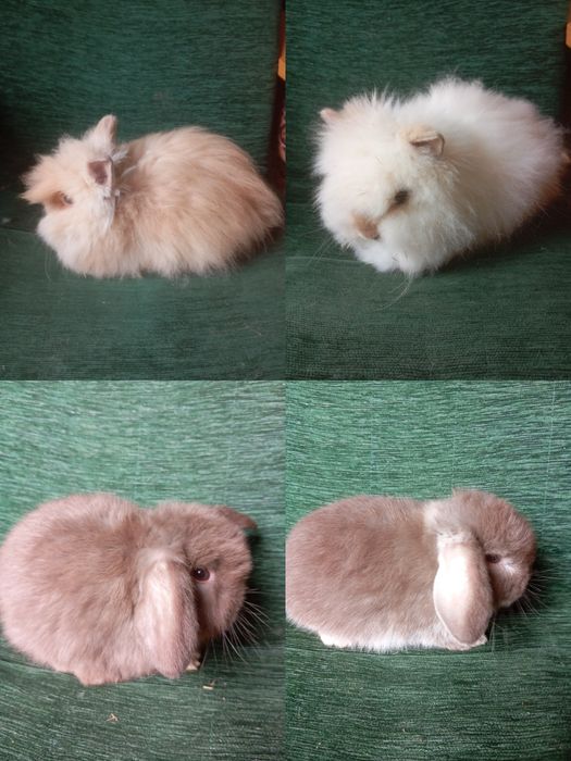 Króliczki mini lopy i karzełki Teddy