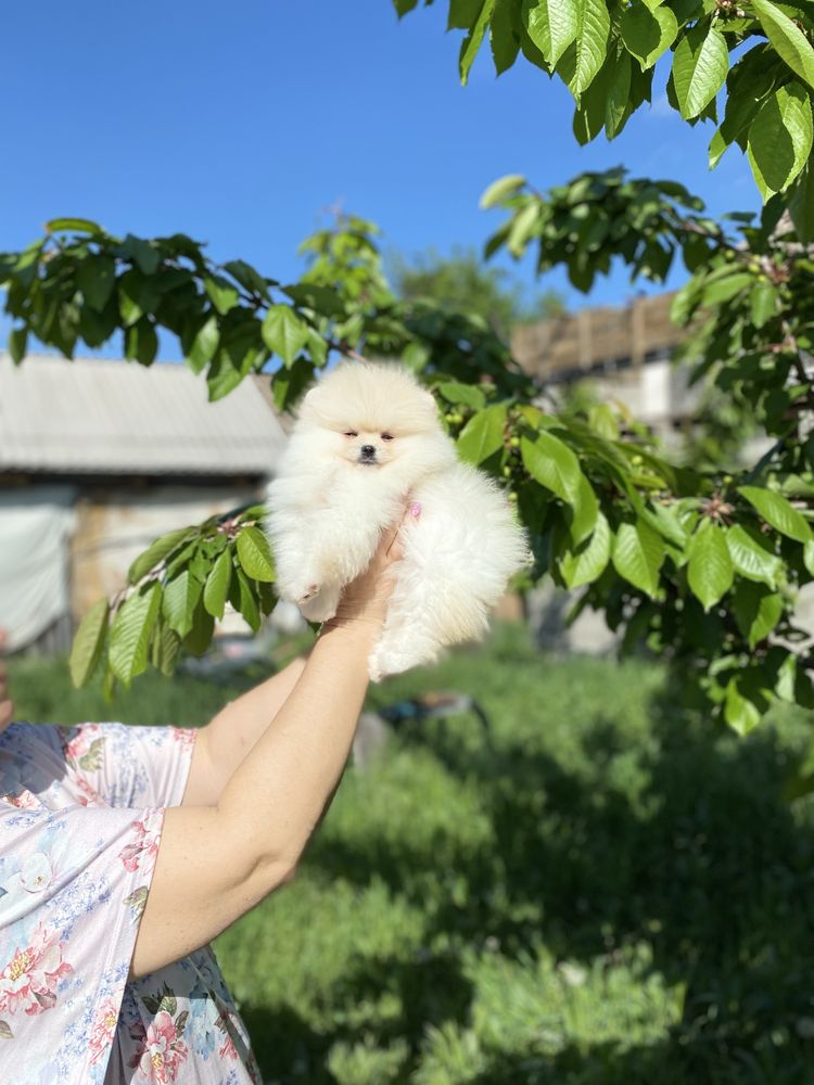 Померанський  верг шпіц( міні) кобель