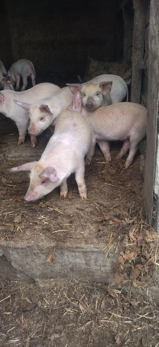 Продам поросята Петрен