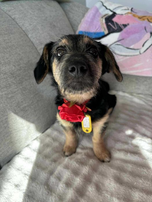 Doli mały szczeniak do adopcji