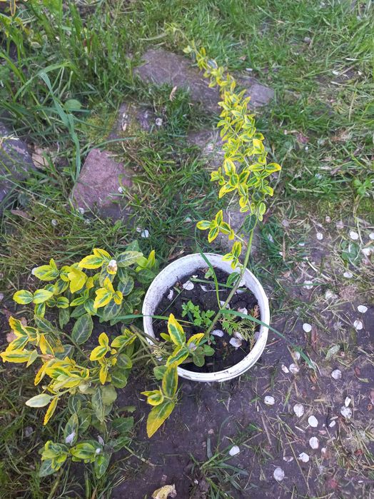 Сакура ,глід,верби,піони,барбариси,гортензії,дієрвілла,піроканта і т.д