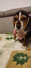 Beagle szukają dobrego domu