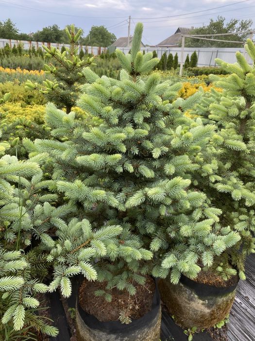 Голубая ель