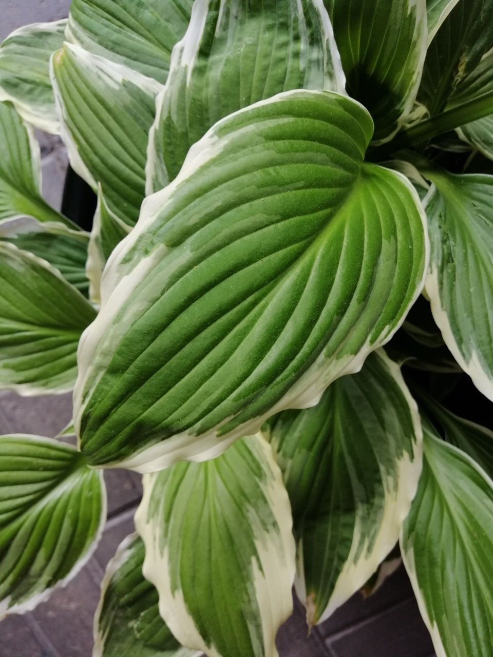 Duża hosta - funkia