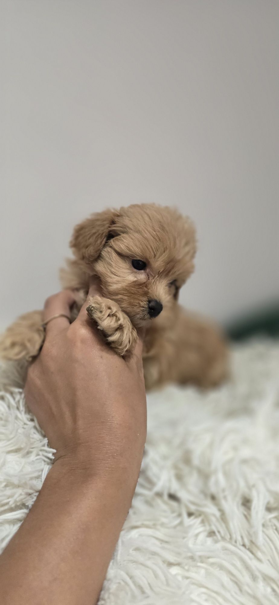 Maltipoo piesek red red-brown xxs