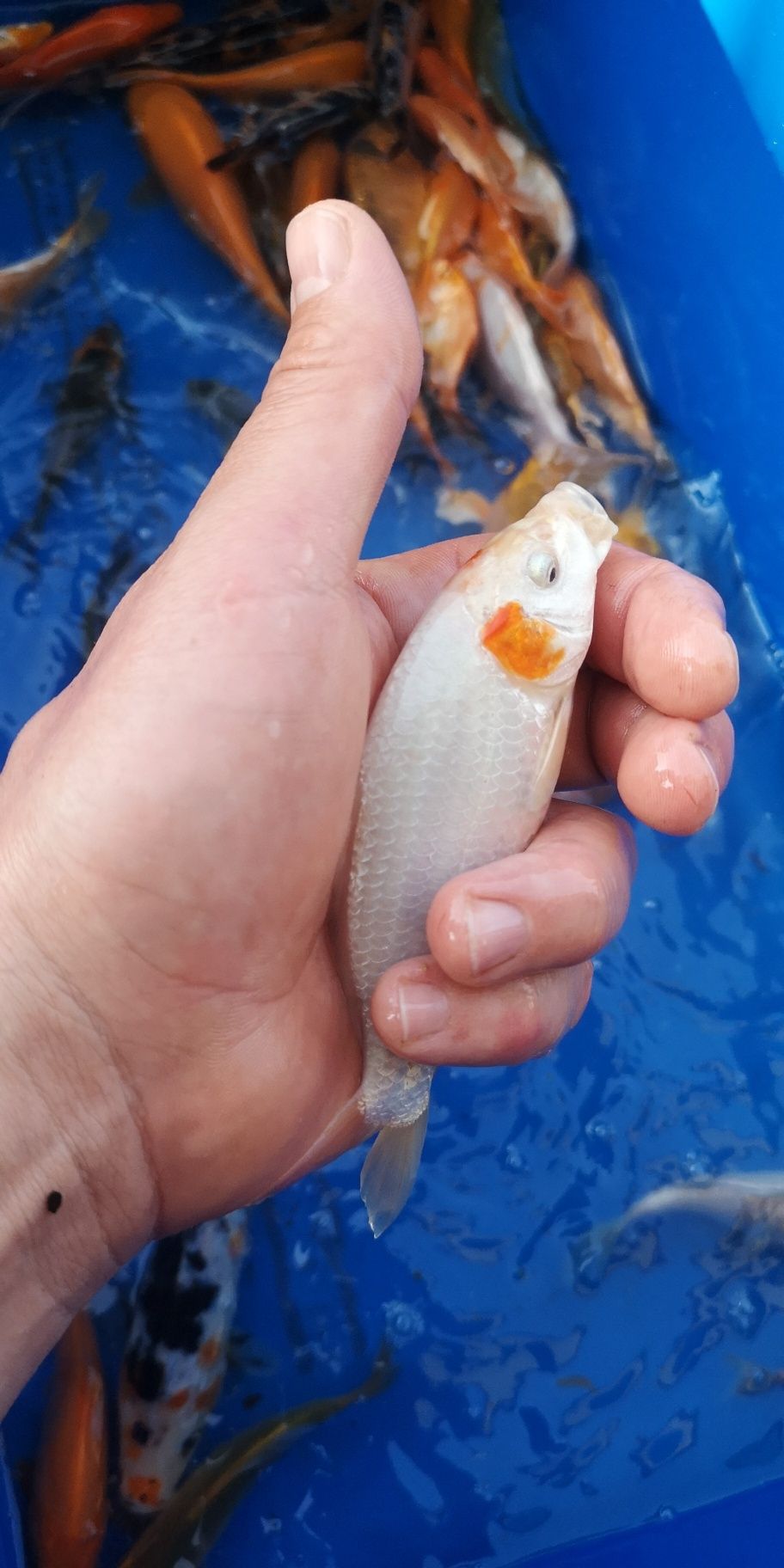 Narybek karpi koi 10-15cm