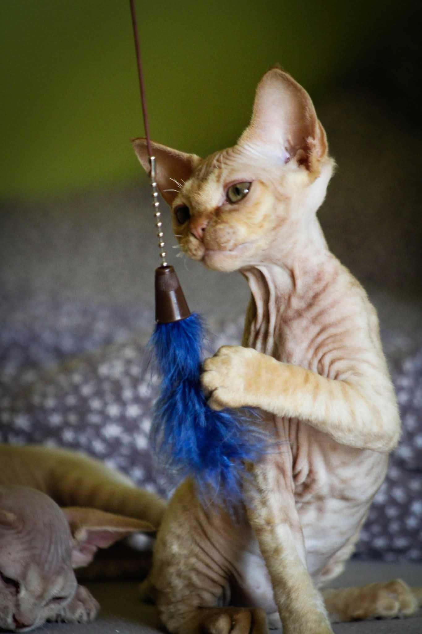 Devon rex rudy kocurek:) FPL