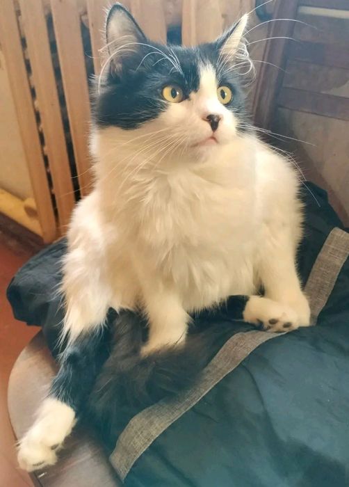 Крупнячок. Чудесный котенок подросток в добрые руки.