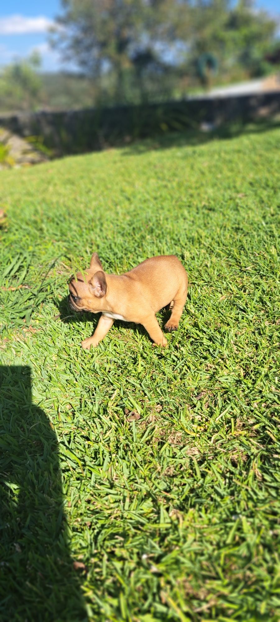 Buldogue francês macho red fawn