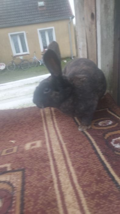 Sprzedam rex trójbarwny