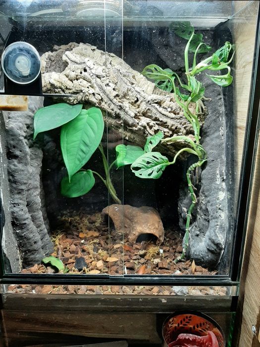 Terarium tropikalne 35x35x50