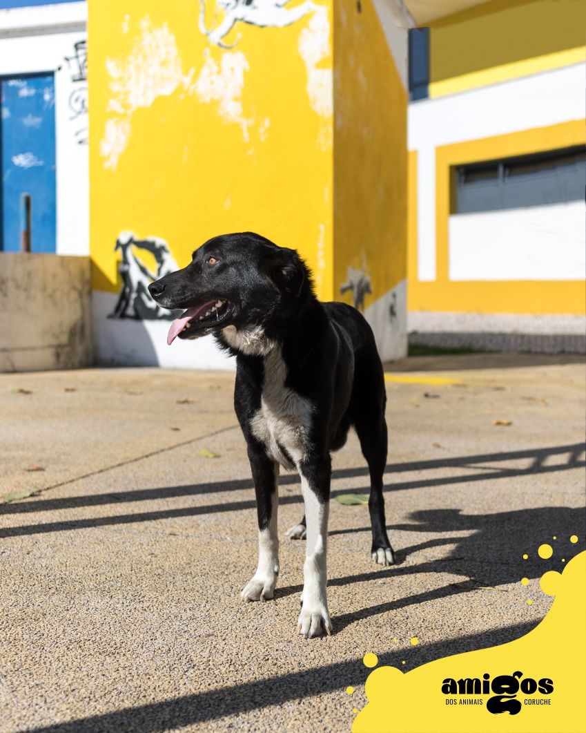 LELA [Indefinido] p/ Adoção