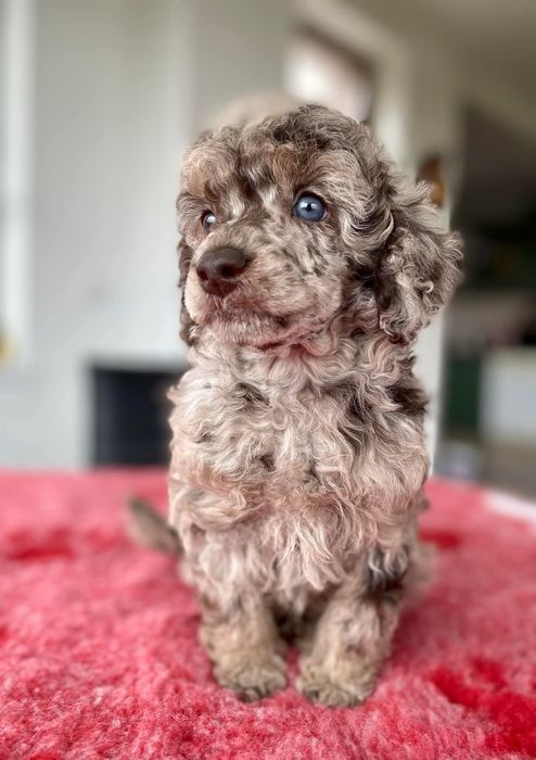 Caniche toy chocomerle