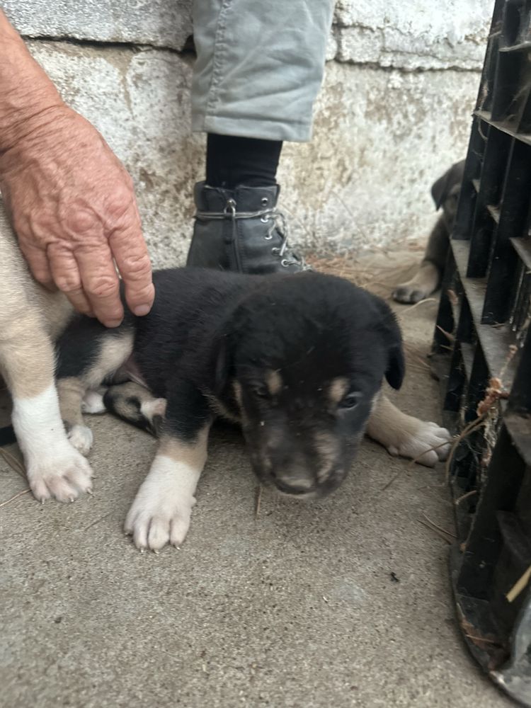 Cães rafeiros alentejanos para dar