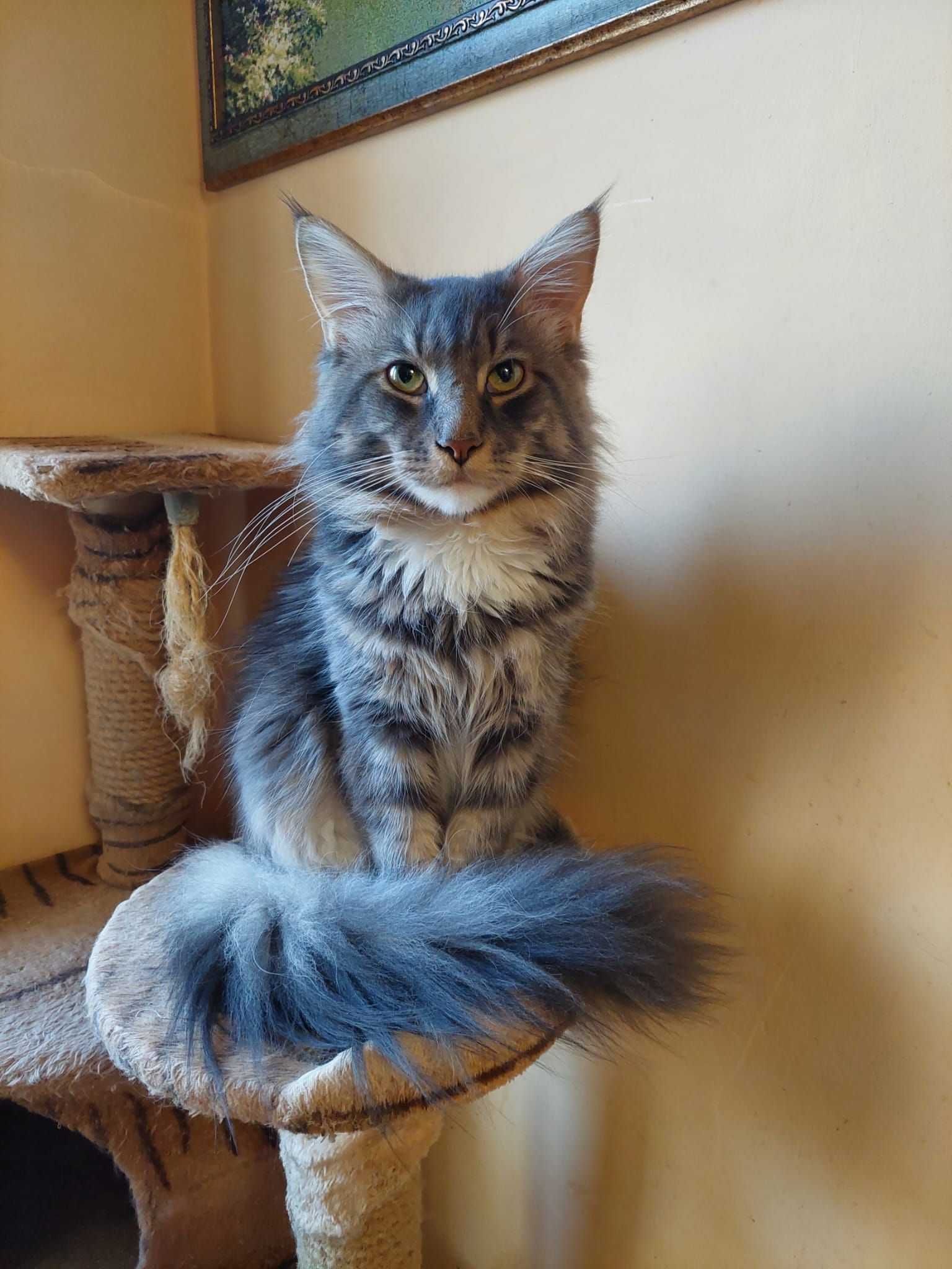 Kot rasy Maine Coon