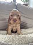 KOKOS szczeniak z jasnym noskiem Cocker Spaniel Angielski piesek