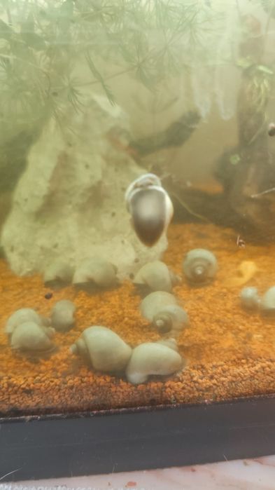 Caracól amplularia azul