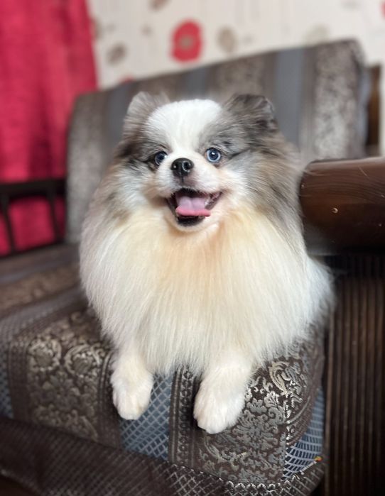 Кобель на вязку Шпиц