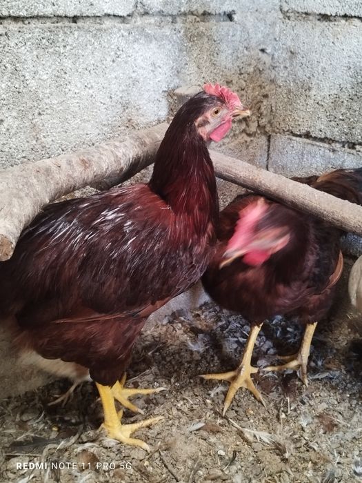 Rhode island red