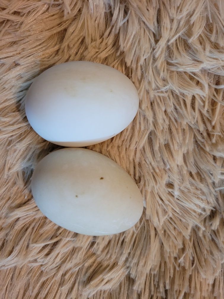 10szt jajka jaja lęgowe biegus indyjski kaczki kacze wysyłka przesyłka