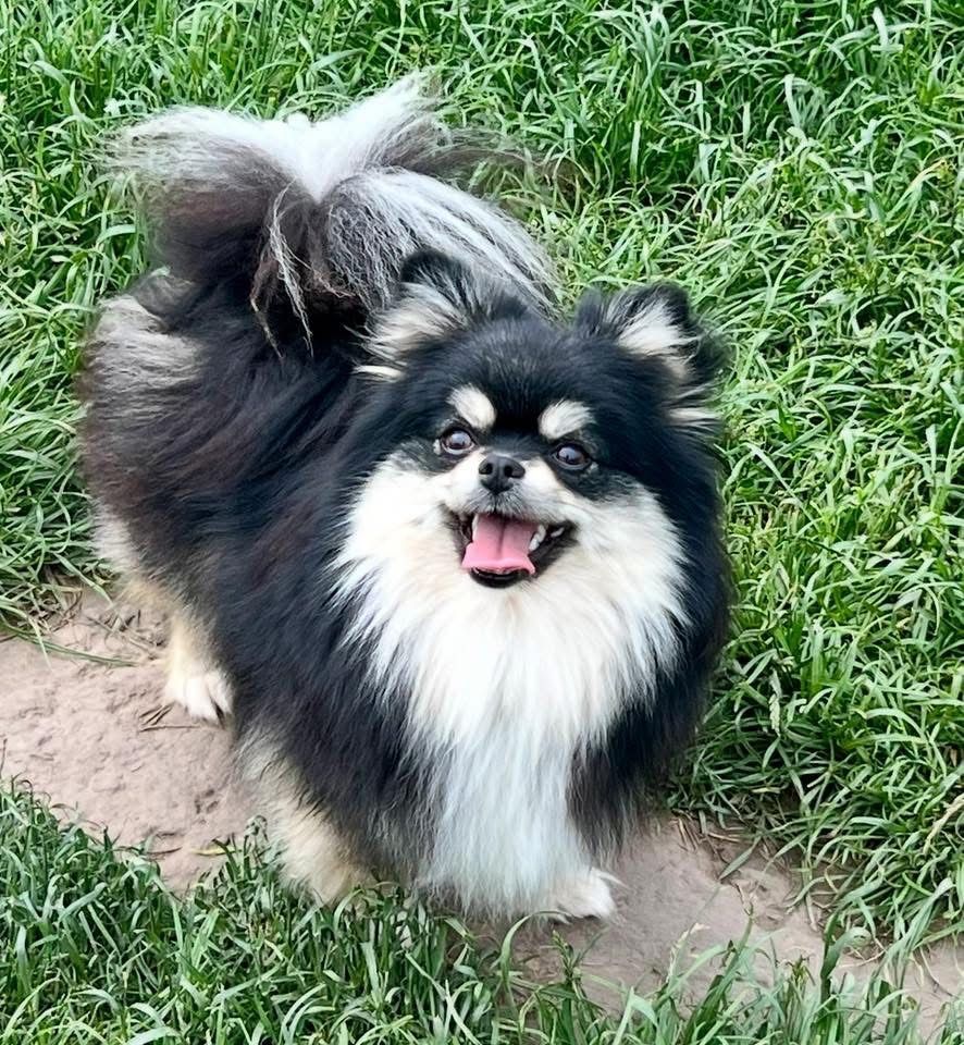 ***Szpic miniaturowy,pomeranian,piesek***