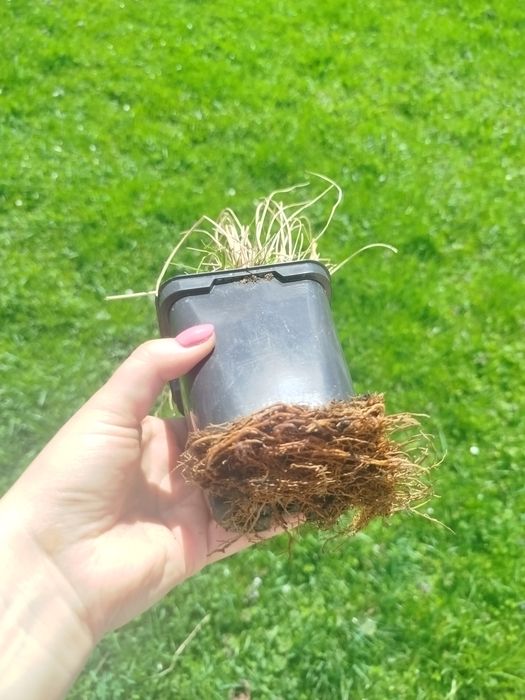 Trawa ozdobna Rozplenica japońska Piglet, wysyłka gratis!!