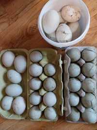 Jaja konsumpcyjne kaczek sztuk 30 wysylka gratis