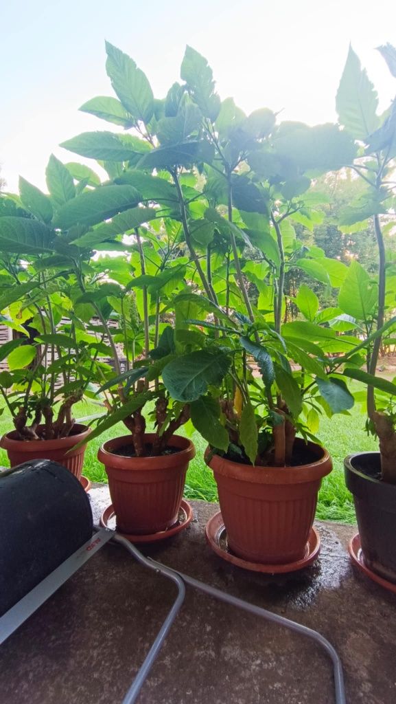 Sprzedam kwiaty datura