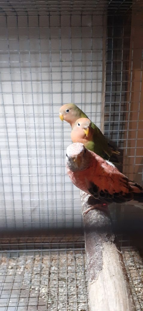 Vendo Varias aves
