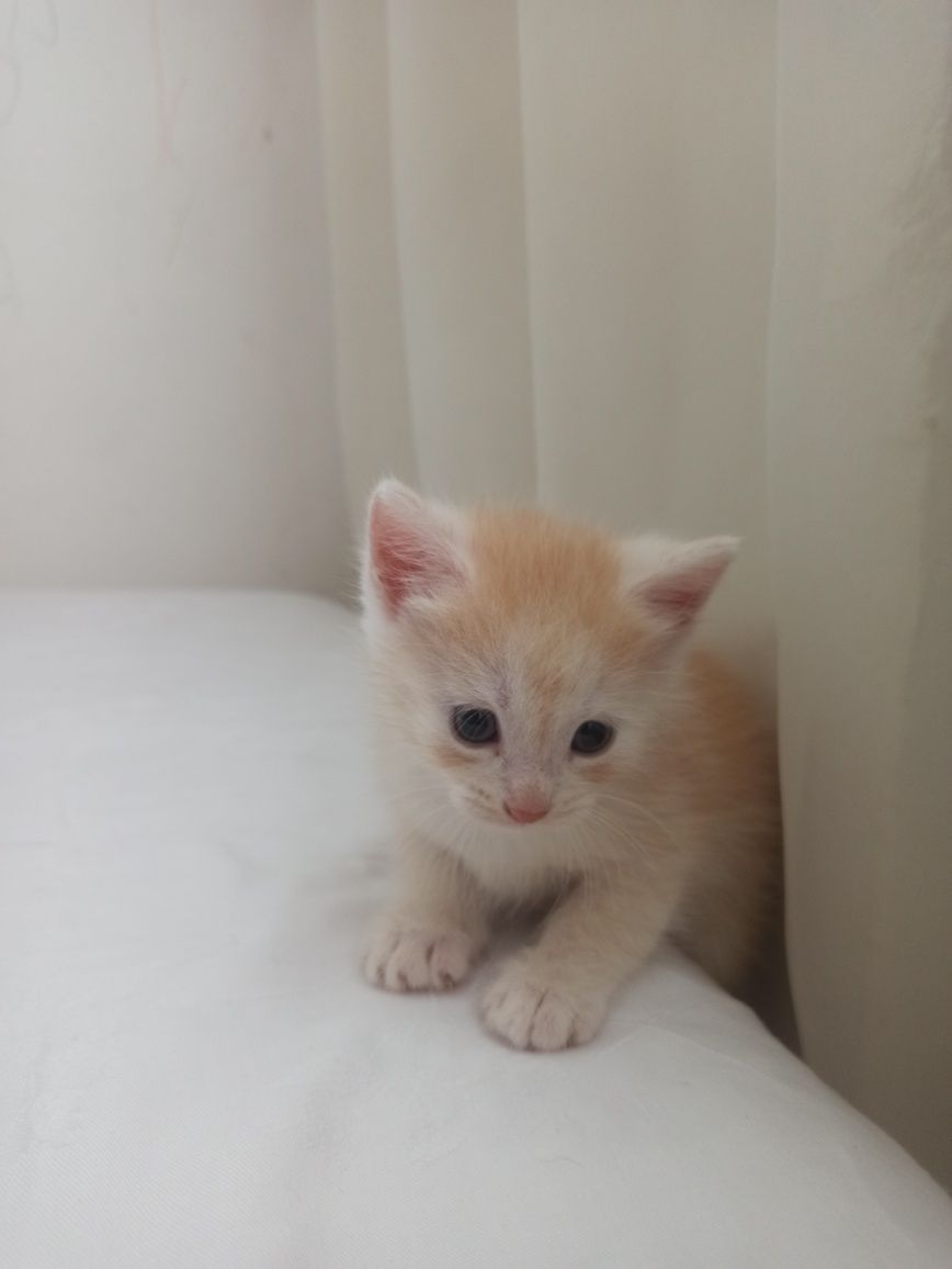 Віддамо кошенят 1міс
