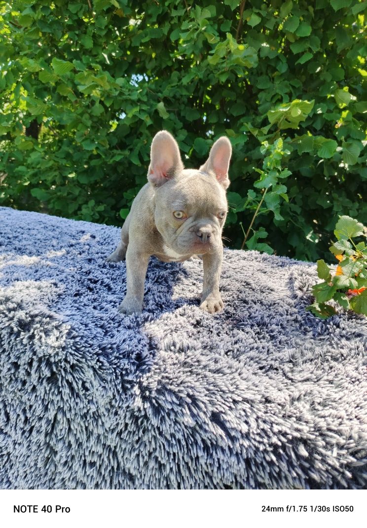 Buldog francuski lilac