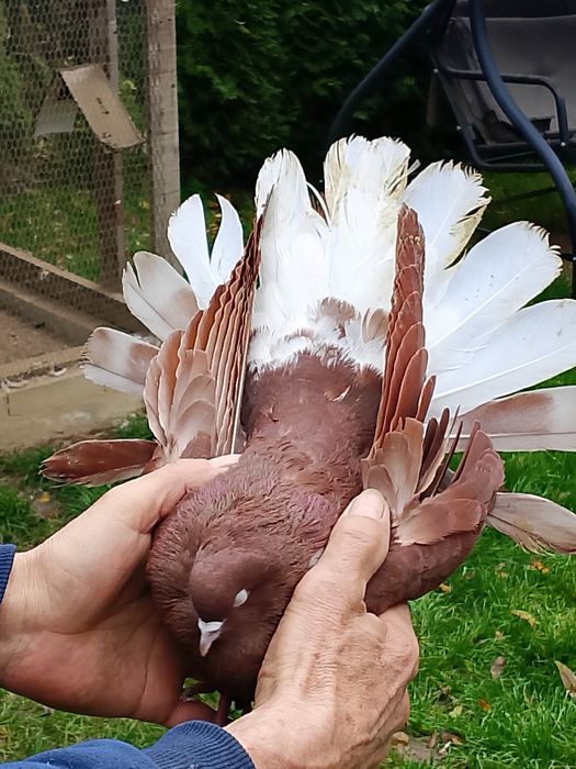 Orliki wiśniowe czerwone