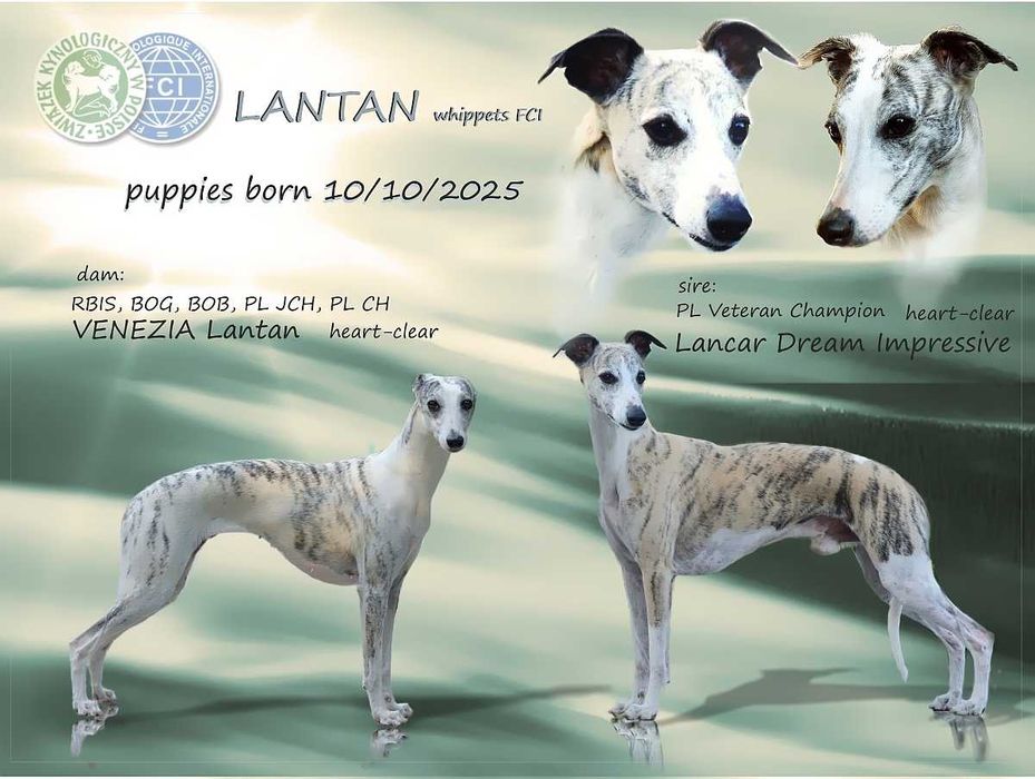 whippet piesek parti-color, rodowód ZKwP