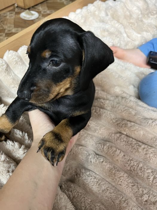 Продається хлопчик такса