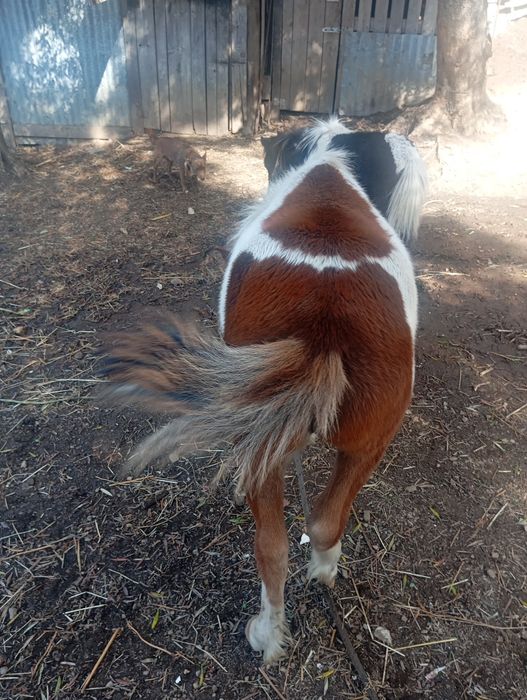 Vendo pônei macho