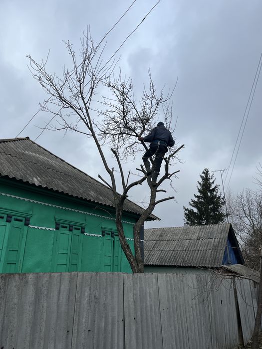 Професійне видалення, валка, обрізка та розпил аварійних дерев