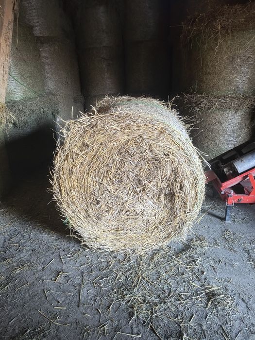 Słoma w belach z pszenżyta