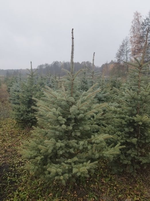 Świerk Srebrny Hurt i Detal