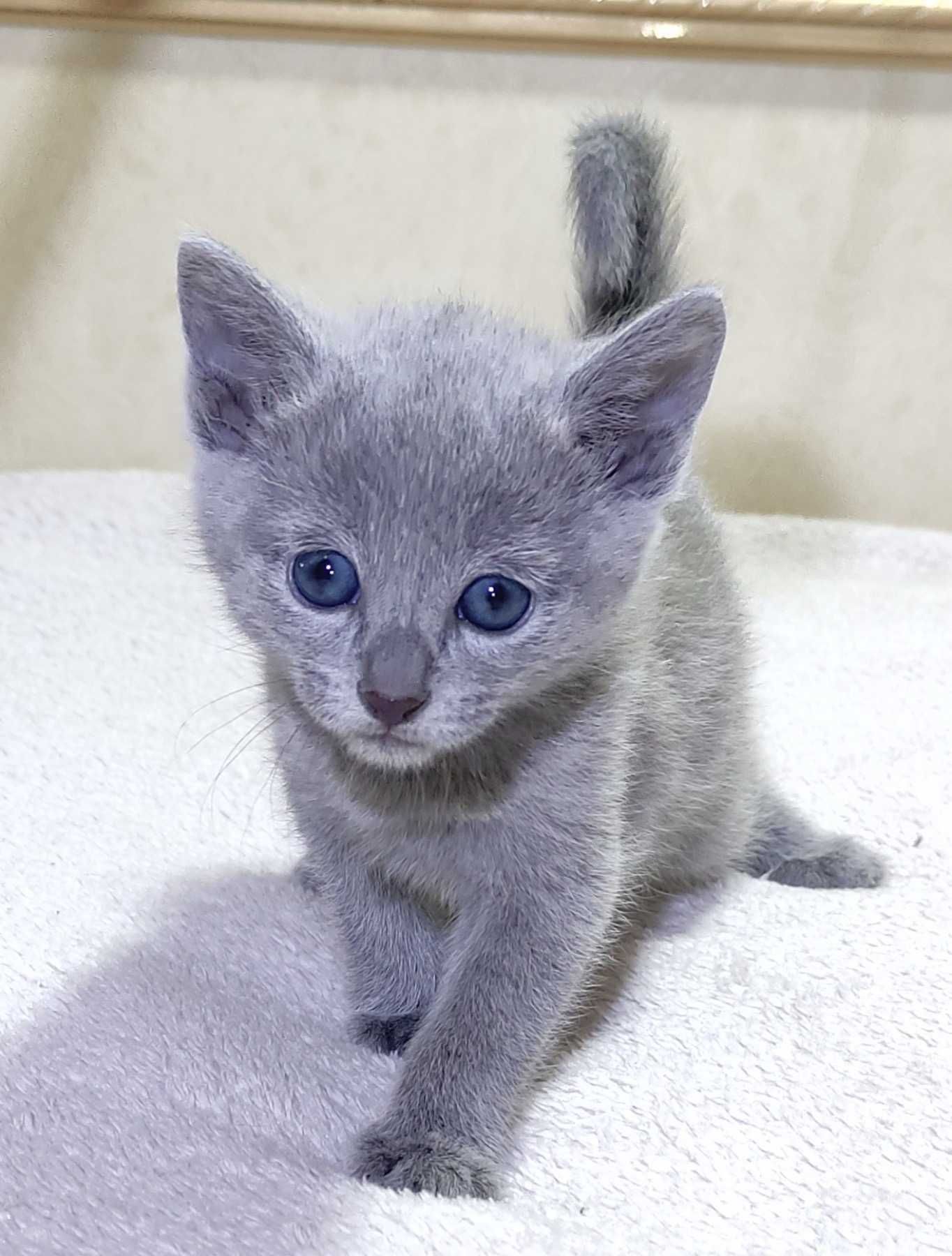 Кошенята чистокровна порода російська блакитна і мають родовід.