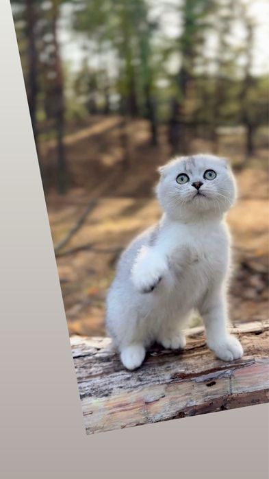 Шотландська висловушка киця дівчинка срібна шиншила